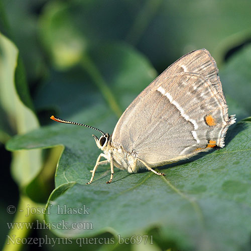 Neozephyrus quercus Quercusia Purple Hairstreak Thécla chêne