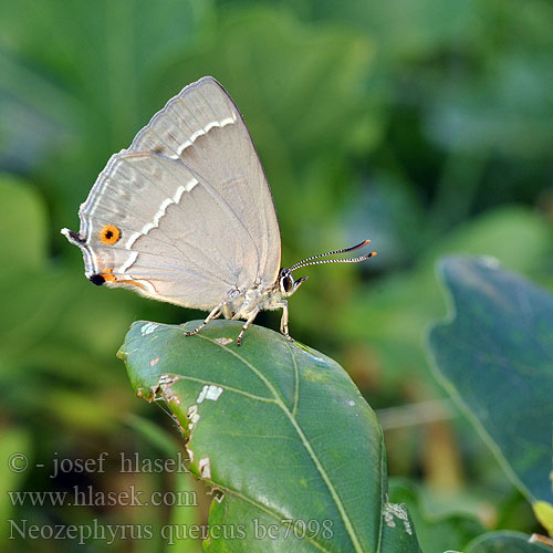 Quercusia quercus Purple Hairstreak Thécla chêne Tölgyfa lepke