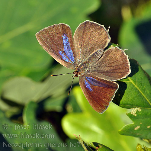 Purple Hairstreak Thécla chêne Tölgyfa lepke Blauer Eichen-Zipfelfalter