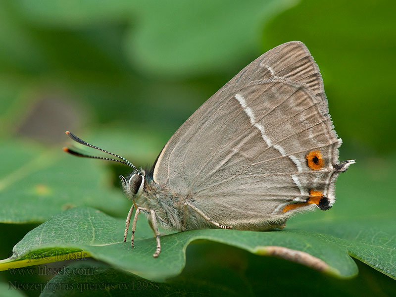 Ostruháček dubový Neozephyrus quercus