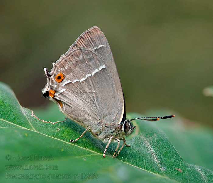 Neozephyrus quercus