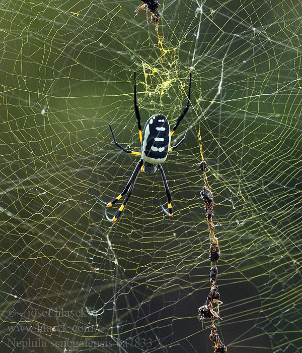 Nephila senegalensis Seidenspinne