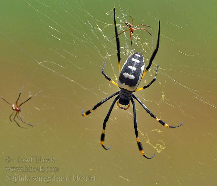 Nephila senegalensis Banded-legged Golden Orb-web Spider