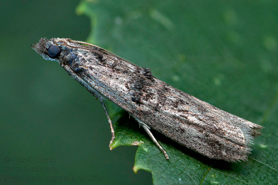 Zavíječ úzký Spindle knot horn Nephopterix angustella