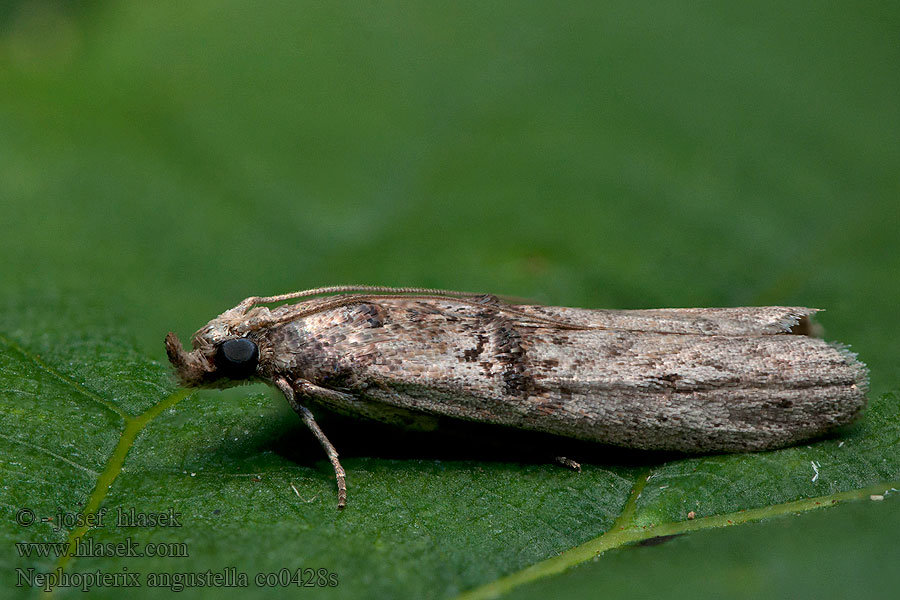 Nephopterix angustella