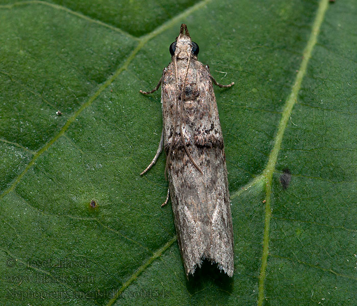 Nephopterix angustella