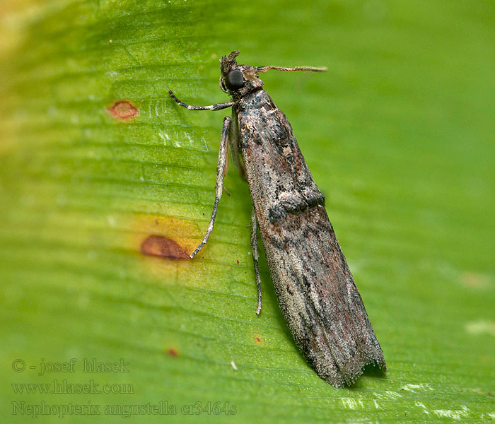 Nephopterix angustella