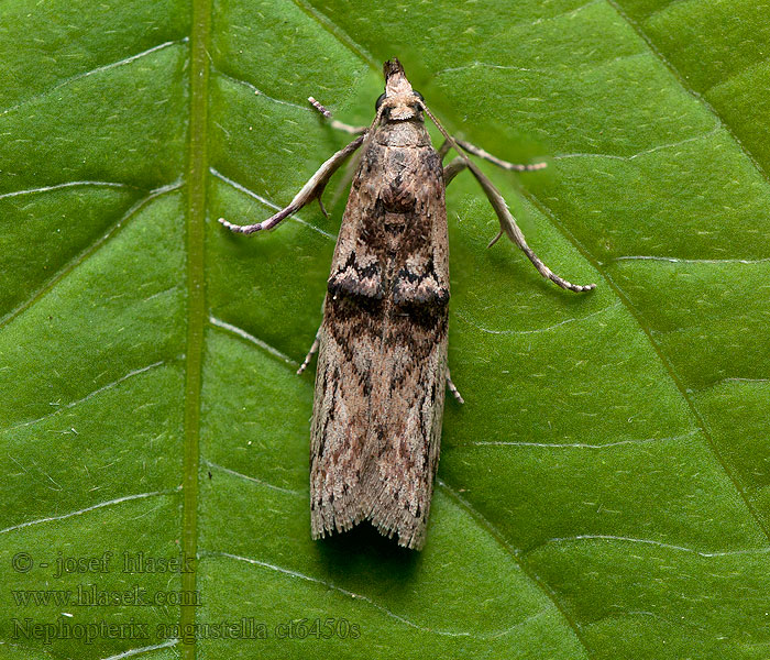 Nephopterix angustella