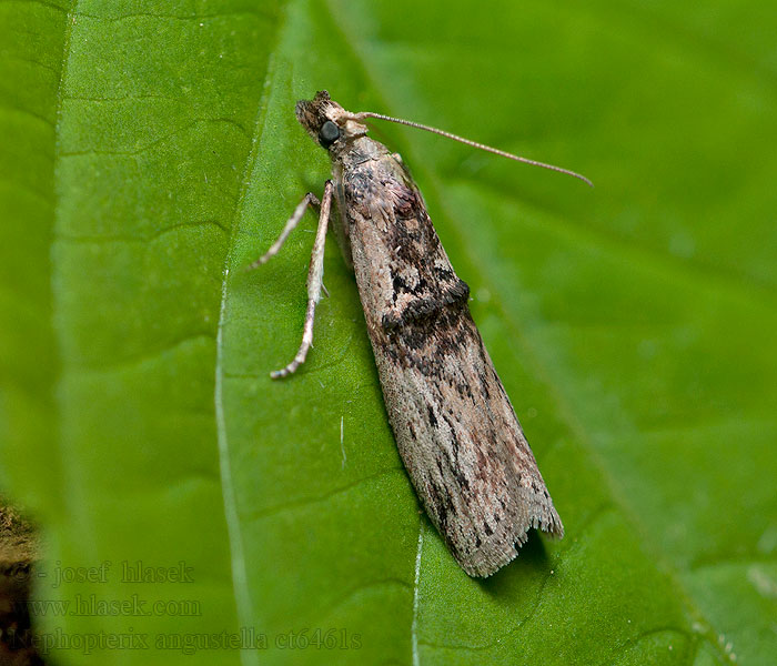 Nephopterix angustella