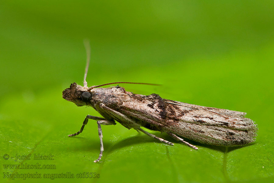 Nephopterix angustella