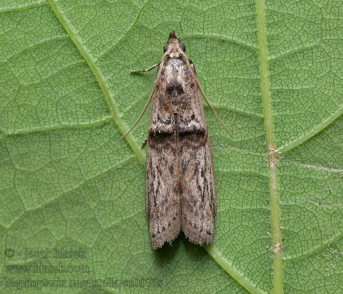 Nephopterix angustella