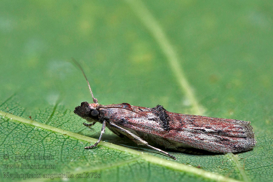 Nephopterix angustella