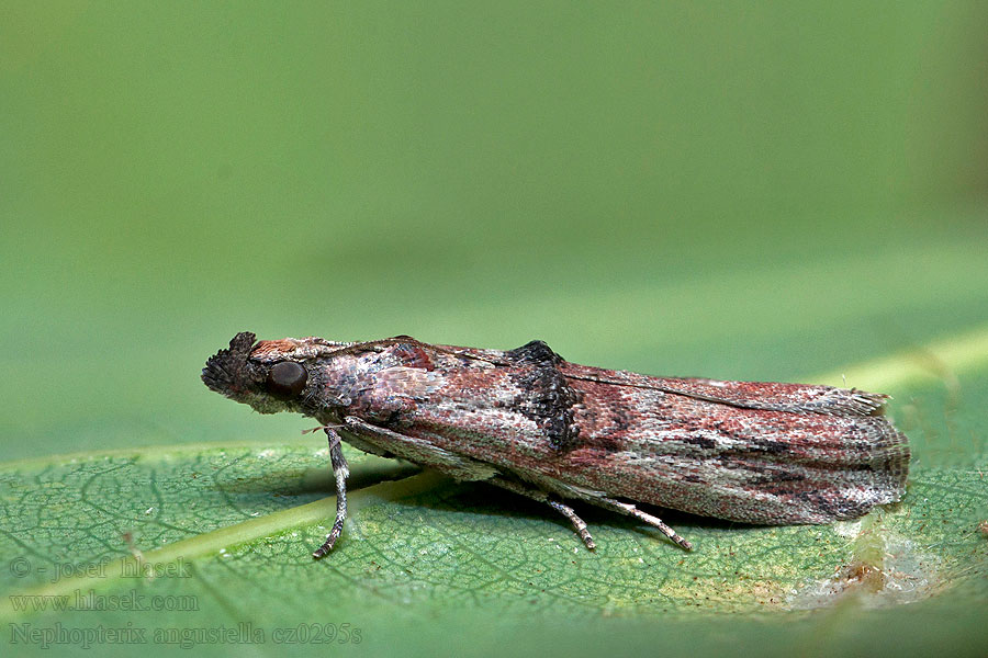 Nephopterix angustella