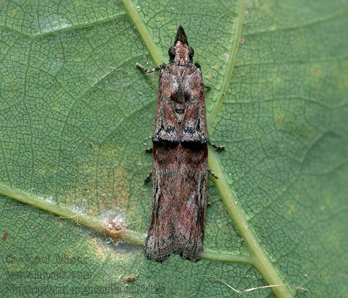 Nephopterix angustella