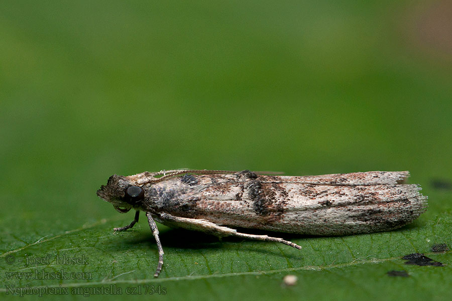 Nephopterix angustella