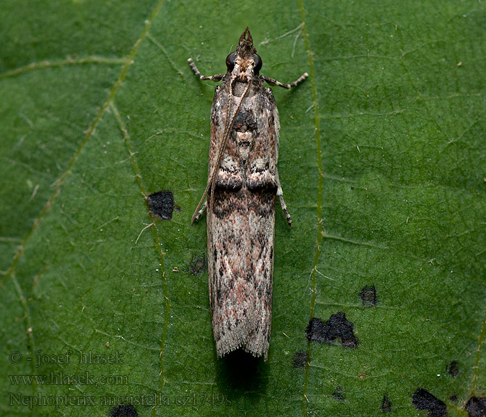 Nephopterix angustella