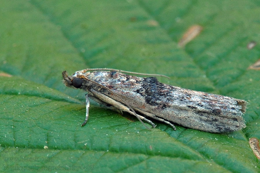 Kraagvleugelmot Benvedsmott Benvedhalvmøl Nephopterix angustella
