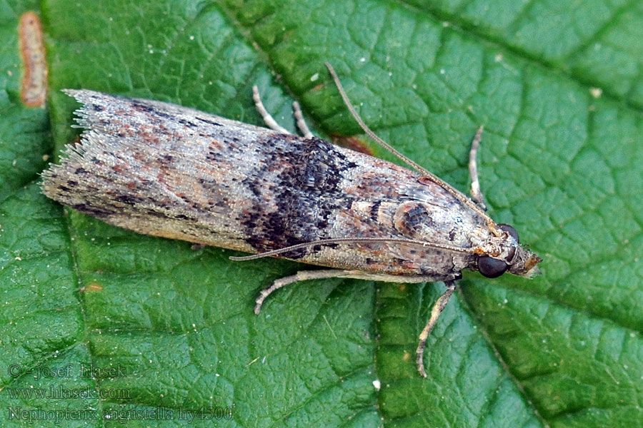 Kraagvleugelmot Benvedsmott Nephopterix angustella