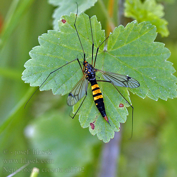 Gulbåndet Stankelben Nerkosz jesienny Néphrotome safrané Nephrotoma crocata Долгоножка кольчатая Gelbbindige Schnake Tiplice polní Heath banded tiger