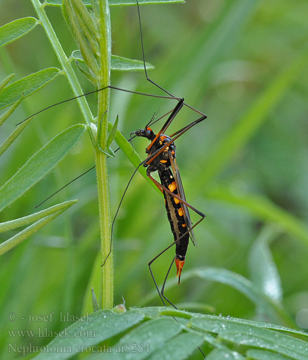 Néphrotome safrané Nephrotoma crocata Долгоножка кольчатая Gelbbindige Schnake Tiplice polní Heath banded tiger Gulbåndet Stankelben Nerkosz jesienny