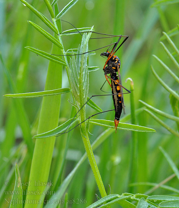 Nephrotoma crocata Néphrotome safrané Долгоножка кольчатая Gelbbindige Schnake Tiplice polní Heath banded tiger Gulbåndet Stankelben Nerkosz jesienny