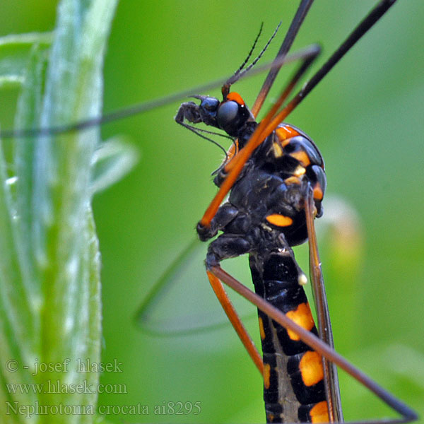 Nephrotoma crocata Gelbbindige Schnake Tiplice polní Heath banded tiger Gulbåndet Stankelben Nerkosz jesienny Néphrotome safrané Долгоножка кольчатая