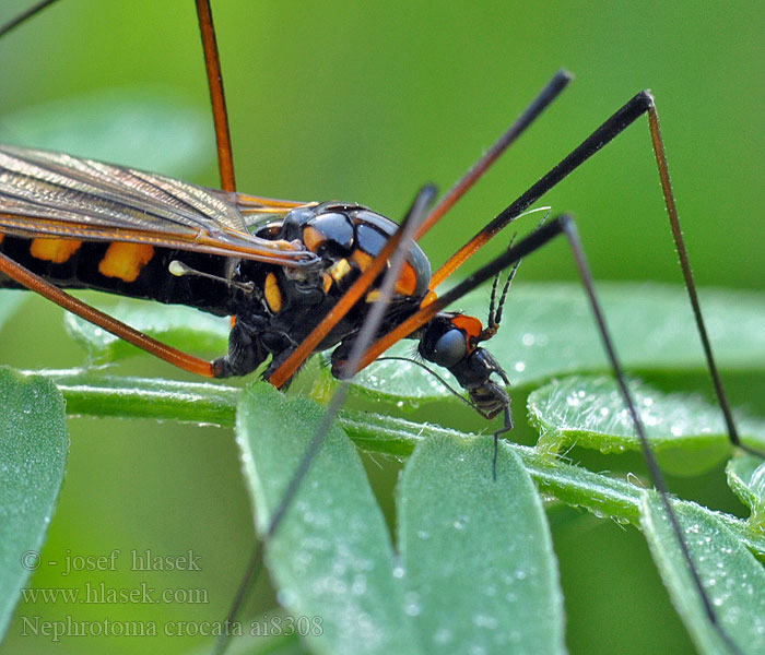 Nephrotoma crocata Tiplice polní Heath banded tiger Gulbåndet Stankelben Nerkosz jesienny Néphrotome safrané Долгоножка кольчатая Gelbbindige Schnake