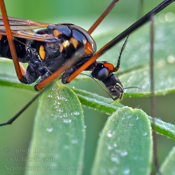 Nephrotoma crocata Heath banded tiger Gulbåndet Stankelben Nerkosz jesienny Néphrotome safrané Долгоножка кольчатая Gelbbindige Schnake Tiplice polní