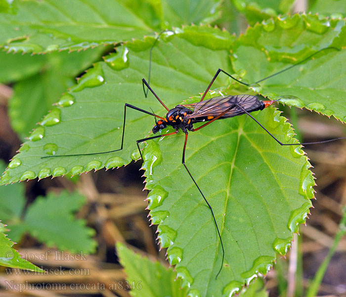 Nephrotoma crocata Néphrotome safrané Долгоножка кольчатая Gelbbindige Schnake Tiplice polní Nerkosz jesienny Heath banded tiger Gulbåndet Stankelben