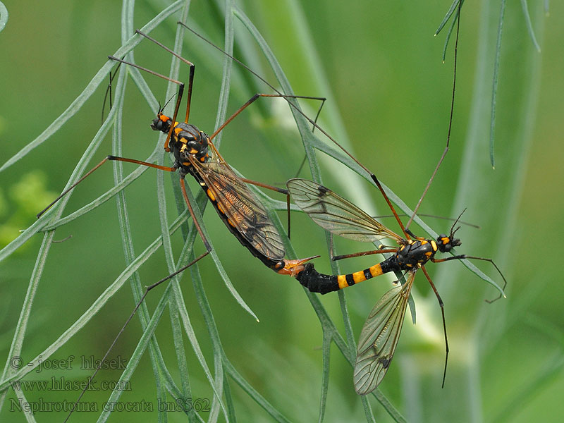 Nephrotoma crocata