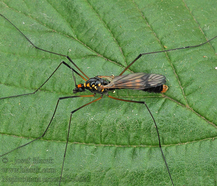 Nephrotoma crocata