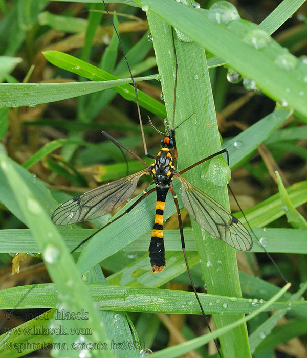 Nerkosz jesienny Nephrotoma crocata