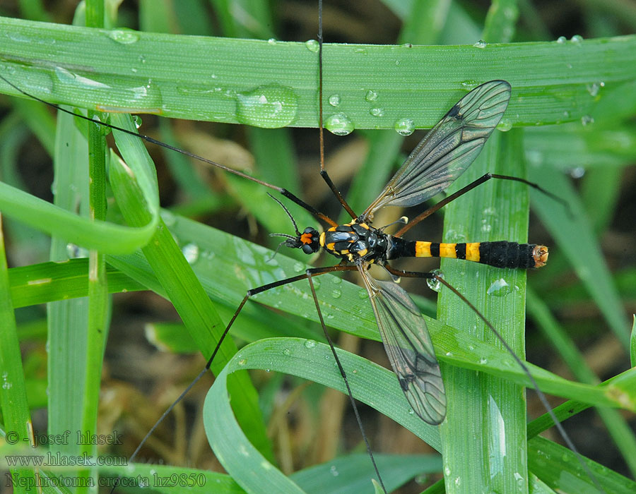 Heath banded tiger Nephrotoma crocata