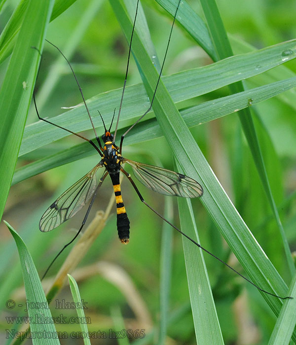 Tiplice polní Nephrotoma crocata