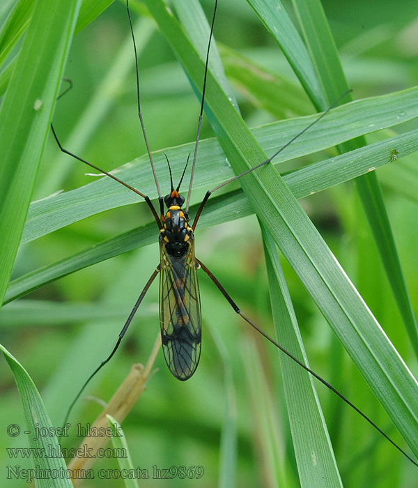 Gelbbindige Schnake Nephrotoma crocata