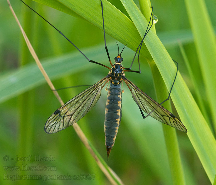 Nephrotoma pratensis Tiplice luční