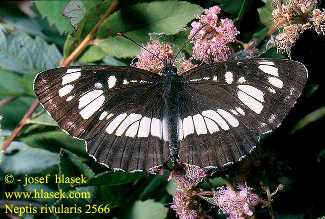 Neptis rivularis Hungarian Glider Sylvain spirées Spireazwever