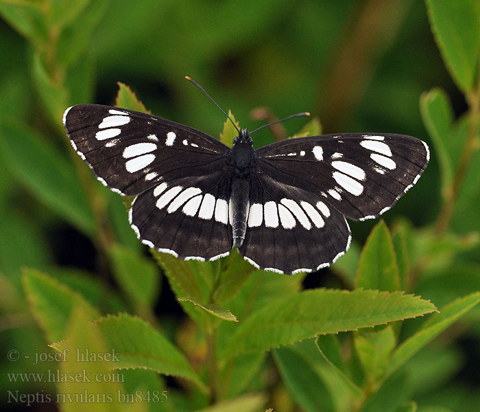 Neptis rivularis Hungarian Glider Sylvain spirées