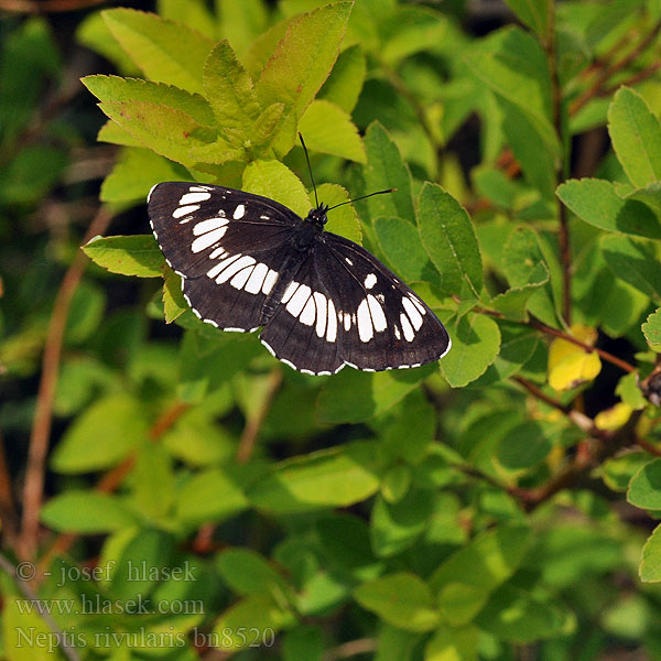 Neptis rivularis Schwarzer Trauerfalter Pasyn lucylla