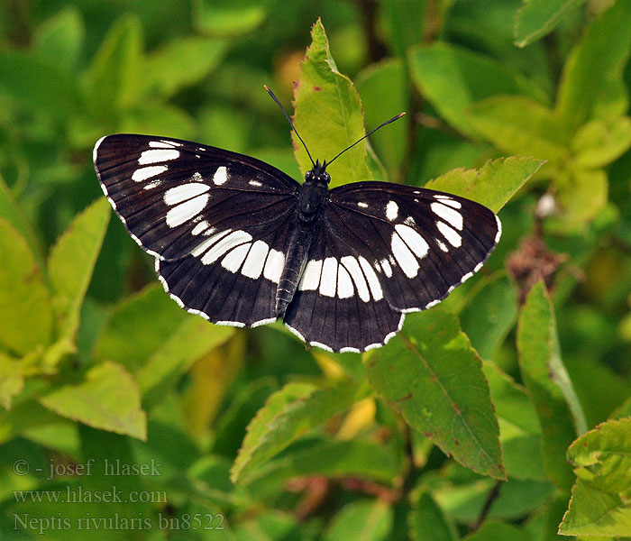 Neptis rivularis Пеструшка таволговая спирейная