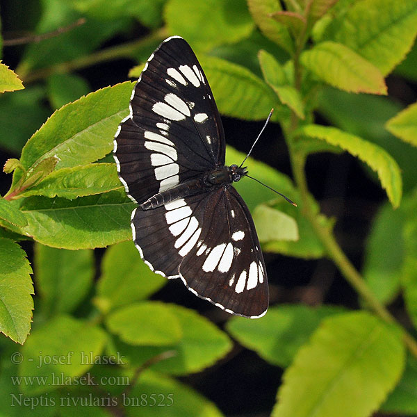 Neptis rivularis Bielopásavec tavoľníkový フタスジチョウ