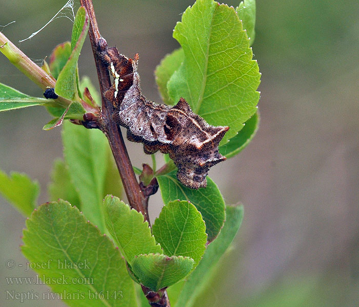 Neptis rivularis Hungarian Glider