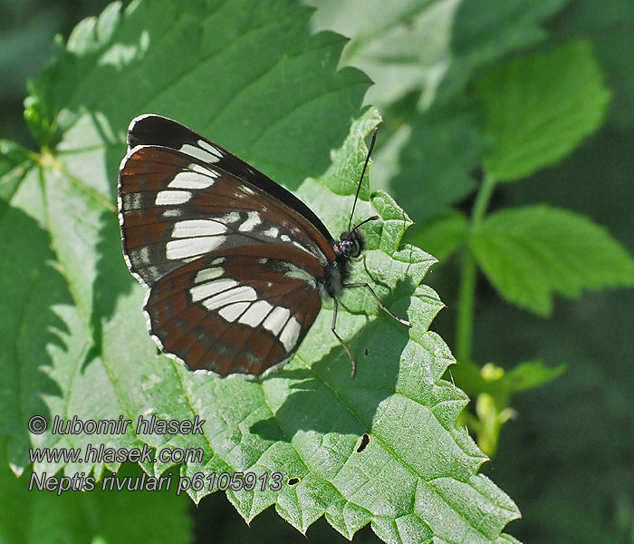 Neptis rivularis