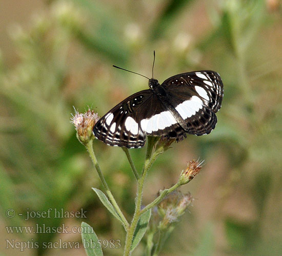 Neptis saclava Small Spotted Sailer