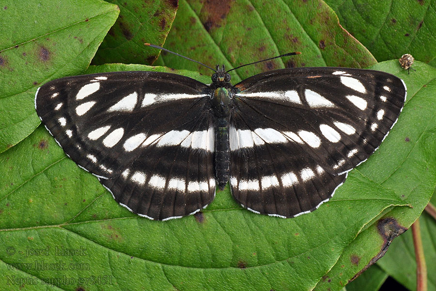 Common Glider Pallas' Sailer Neptis sappho