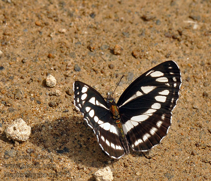 Schwarzbrauner Trauerfalter Neptis sappho