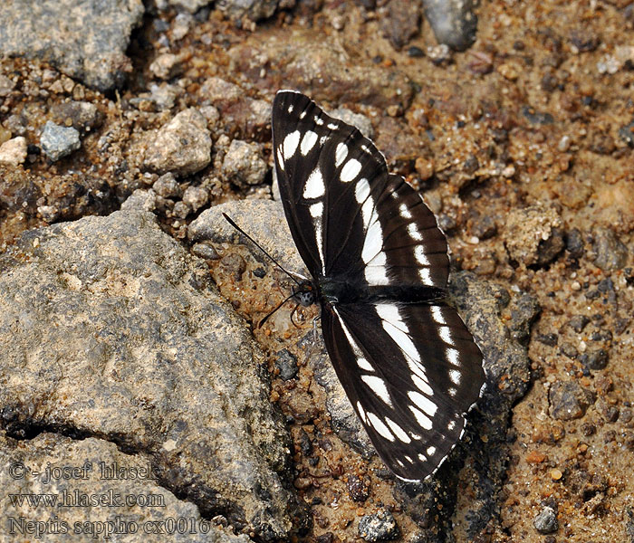 Bělopásek hrachorový コミスジ Neptis sappho