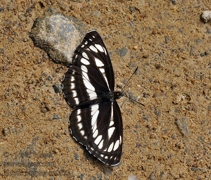 コミスジ Neptis sappho