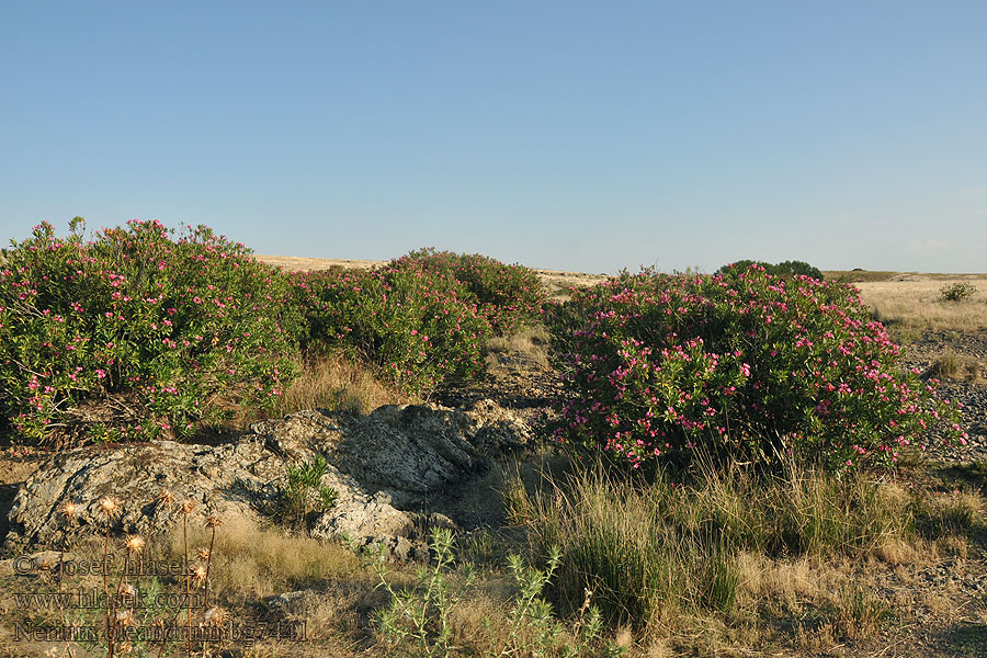 Nerium oleandrum Oleander pospolity