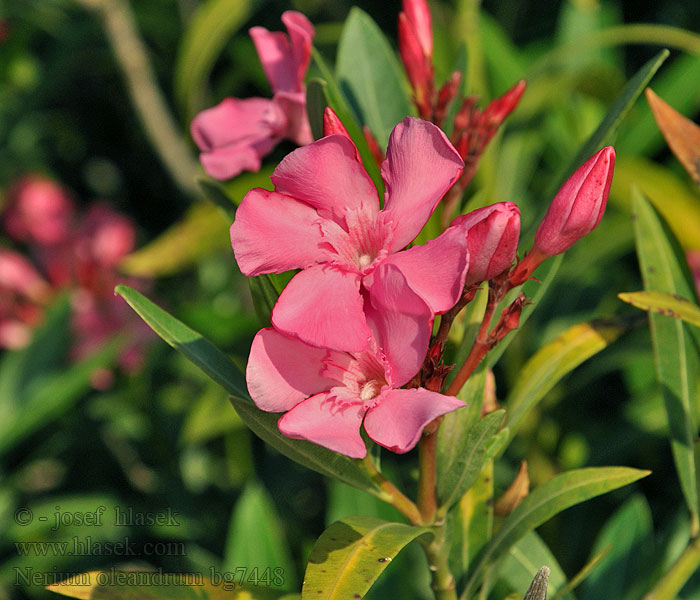 Oleandr obecný Oleander pospolity Nerium oleandrum